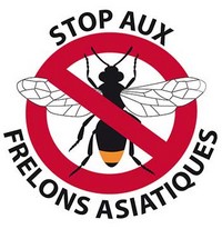 C’est le moment de piéger le frelon asiatique !