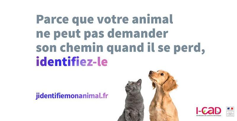 Semaine nationale de l’identification des chiens et des chats