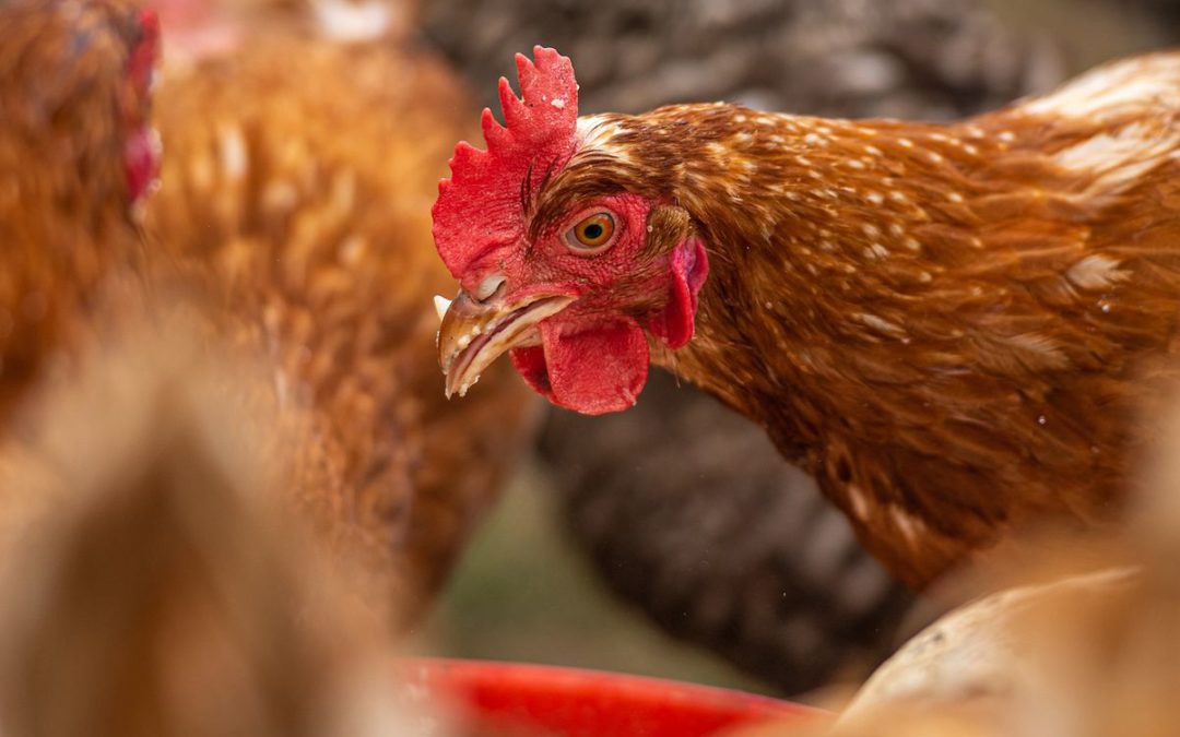 Influenza aviaire – Face à une situation épidémiologique qui s’aggrave, la France passe en niveau de risque « élevé »